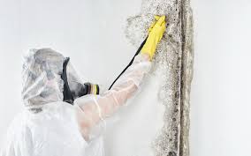 Best Basement Mold Removal  in Safford, AZ